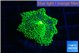 Ricordea floridae green 1 polyp WYSIWYG acclimaté