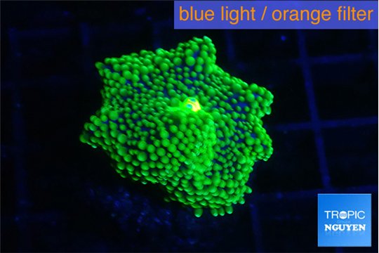 Ricordea floridae green 1 polyp WYSIWYG acclimaté