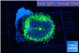 Ricordea yuma UFO 1 polyp WYSIWYG acclimaté