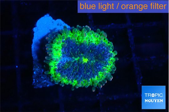 Ricordea yuma UFO 1 polyp WYSIWYG acclimaté
