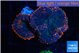 Rhodactis flash burn 2 polyps WYSIWYG acclimaté