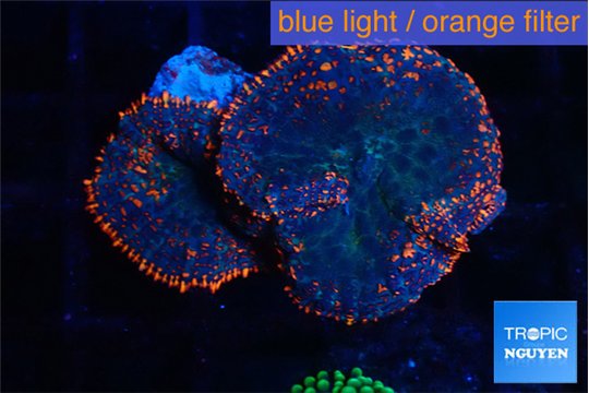 Rhodactis flash burn 2 polyps WYSIWYG acclimaté