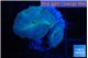 Discosoma avatar deep blue 2 polyps WYSIWYG acclimaté