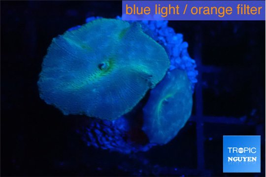 Discosoma avatar deep blue 2 polyps WYSIWYG acclimaté