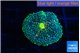 Ricordea floridae green blue 1 polyp WYSIWYG acclimaté