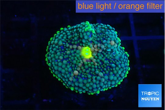 Ricordea floridae green blue 1 polyp WYSIWYG acclimaté