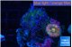 Ricordea yuma pink & Yuma green purple 1 polyp WYSIWYG acclimaté
