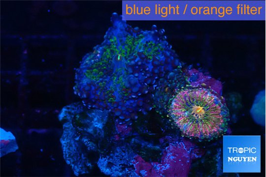 Ricordea yuma pink & Yuma green purple 1 polyp WYSIWYG acclimaté