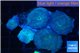 Discosoma avatar deep blue 5 polyps WYSIWYG acclimaté