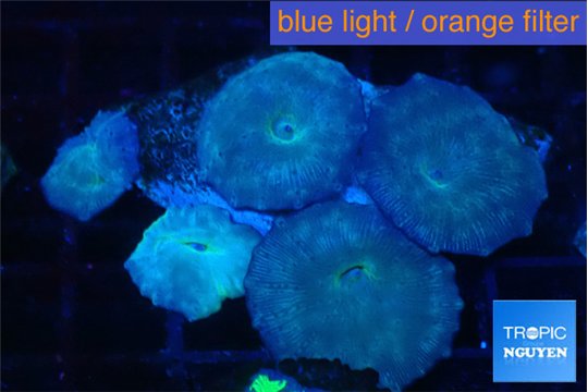 Discosoma avatar deep blue 5 polyps WYSIWYG acclimaté