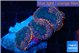 Rhodactis flash burn 3 polyps WYSIWYG acclimaté