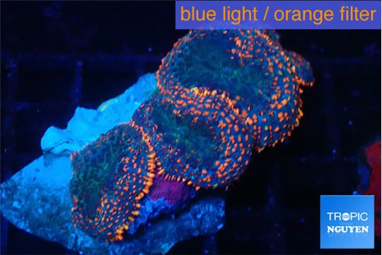 Rhodactis flash burn 3 polyps WYSIWYG acclimaté