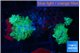 Disosoma lemon lime 4 polyps WYSIWYG acclimaté
