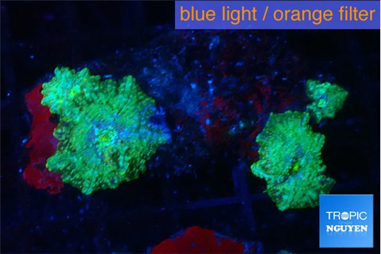 Disosoma lemon lime 4 polyps WYSIWYG acclimaté