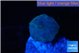 Discosoma avatar deep blue 1 polyp WYSIWYG acclimaté