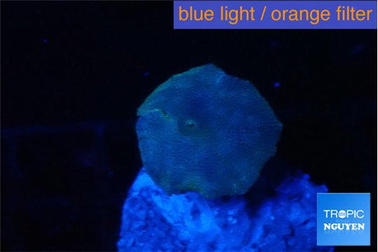 Discosoma avatar deep blue 1 polyp WYSIWYG acclimaté