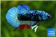 Betta plakat avatar blue mâle 4-6 cm WYSIWYG acclimaté