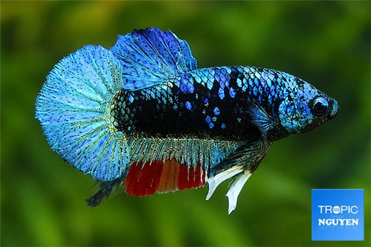 Betta plakat avatar blue mâle 4-6 cm WYSIWYG acclimaté