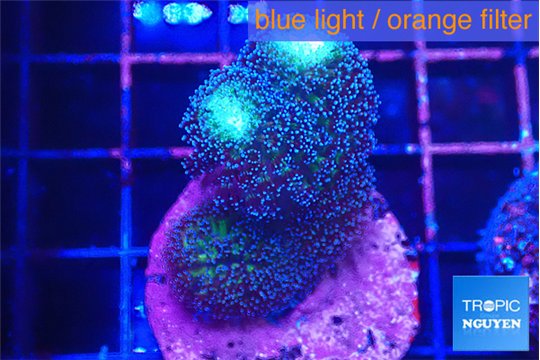 Stylophora milka 4-6 cm WYSIWYG acclimaté