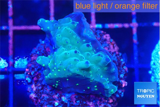 Acropora purple green 2-3 cm WYSIWYG acclimaté