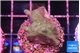 Acropora purple green 2-3 cm WYSIWYG acclimaté