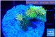 Acropora phoenix neon green polyps premium 3-4 cm WYSIWYG acclimaté