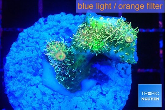 Acropora phoenix neon green polyps premium 3-4 cm WYSIWYG acclimaté