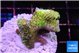 Acropora phoenix neon green polyps premium 3-4 cm WYSIWYG acclimaté