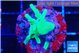 Acropora jacquelinae green 2-3 cm WYSIWYG acclimaté