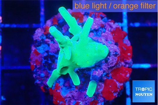 Acropora jacquelinae green 2-3 cm WYSIWYG acclimaté