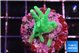Acropora jacquelinae green 2-3 cm WYSIWYG acclimaté