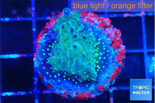 Acropora purple green Fijii 2-3 cm WYSIWYG acclimaté