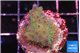 Acropora purple green Fijii 2-3 cm WYSIWYG acclimaté