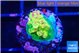 Acropora rainbow 1-2 cm WYSIWYG acclimaté