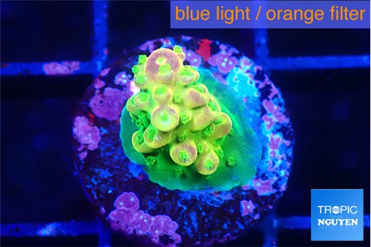Acropora rainbow 1-2 cm WYSIWYG acclimaté