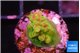 Acropora rainbow 1-2 cm WYSIWYG acclimaté