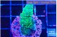Acropora green 3-4 cm WYSIWYG acclimaté