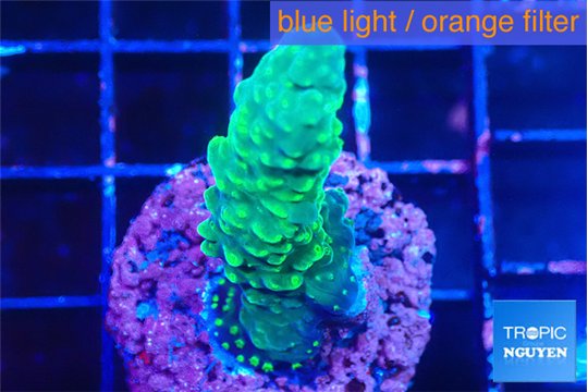 Acropora green 3-4 cm WYSIWYG acclimaté