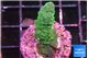 Acropora green 3-4 cm WYSIWYG acclimaté