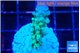 Acropora green & blue tip 3-4 cm WYSIWYG acclimaté