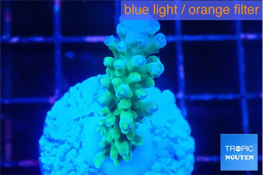 Acropora green & blue tip 3-4 cm WYSIWYG acclimaté