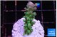 Acropora green & blue tip 3-4 cm WYSIWYG acclimaté