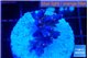 Acropora pink & green polyps Table Australia 3 cm WYSIWYG acclimaté