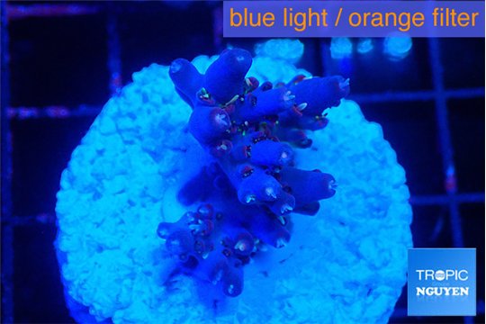 Acropora pink & green polyps Table Australia 3 cm WYSIWYG acclimaté