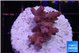 Acropora pink & green polyps Table Australia 3 cm WYSIWYG acclimaté