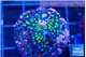 Acropora purple & neon green polyps 2-3 cm WYSIWYG acclimaté