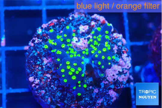 Acropora purple & neon green polyps 2-3 cm WYSIWYG acclimaté