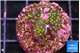 Acropora purple & neon green polyps 2-3 cm WYSIWYG acclimaté