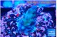 Acropora purple 1-2 cm WYSIWYG acclimaté
