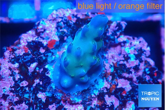 Acropora purple 1-2 cm WYSIWYG acclimaté